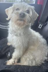 Lost Female Dog last seen Between Wash and Robinson Rd, South Canaan Township, PA 18472