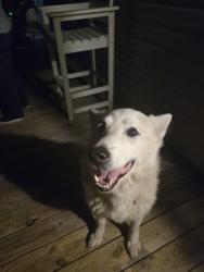 Found/Stray Male Dog last seen Roaming an airbnb property , Havelock, NC 28532
