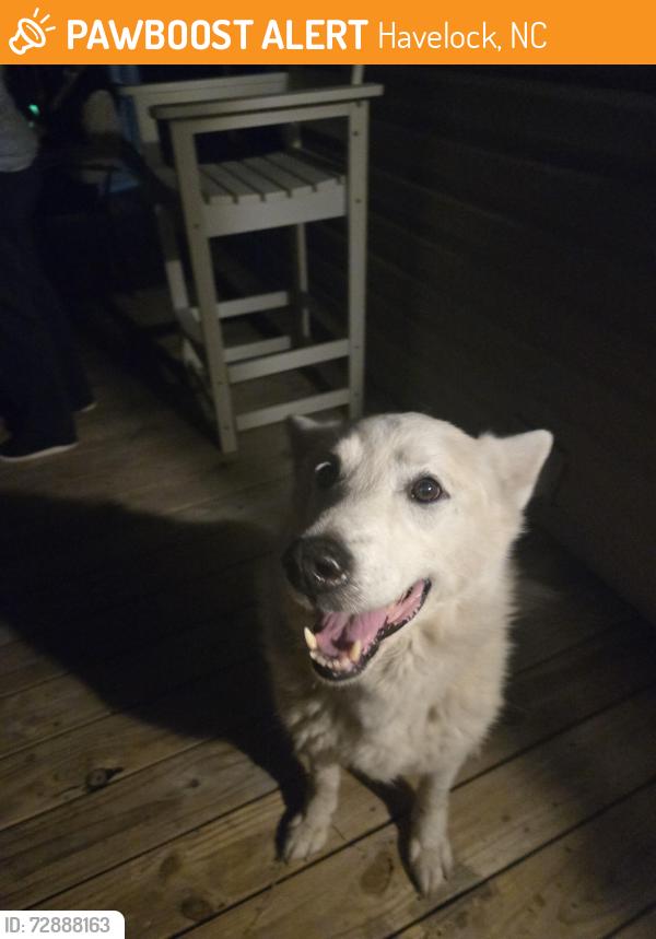Found/Stray Male Dog last seen Roaming an airbnb property , Havelock, NC 28532