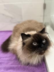 Found/Stray Unknown Cat last seen Noble ave and hatteras , Los Angeles, CA 91411