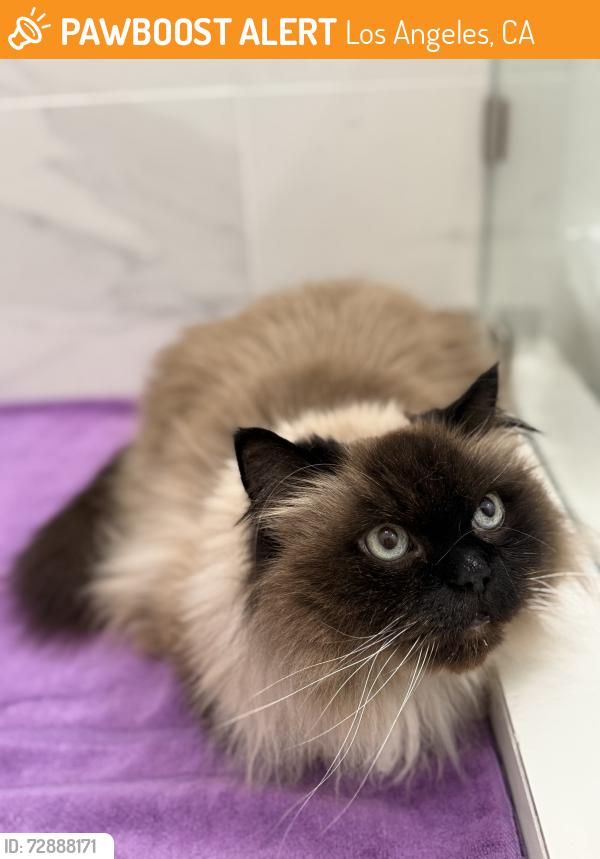Found/Stray Unknown Cat last seen Noble ave and hatteras , Los Angeles, CA 91411