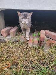 Found/Stray Male Cat last seen S L St and S 16th, Tacoma, WA 98405