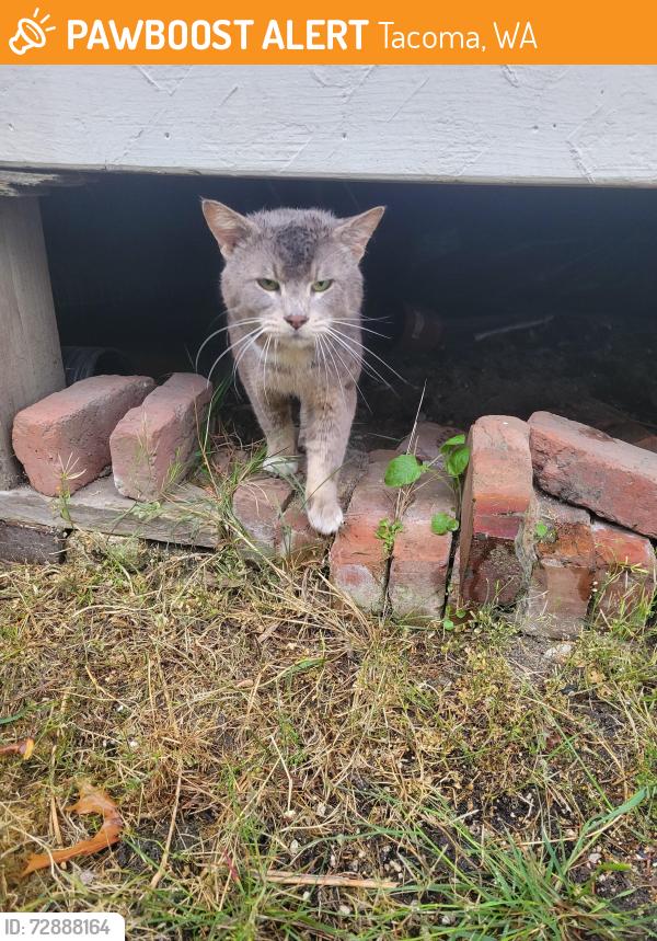 Found/Stray Male Cat last seen S L St and S 16th, Tacoma, WA 98405