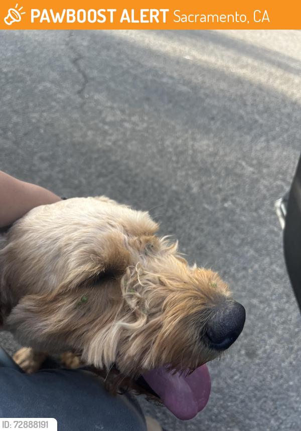 Found/Stray Female Dog last seen Franklin and mack road, Sacramento, CA 95823
