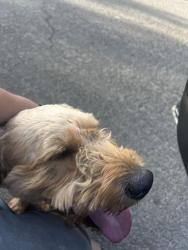 Found/Stray Female Dog last seen Franklin and mack road, Sacramento, CA 95823