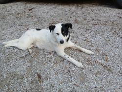 Found/Stray Male Dog last seen East Edgewood Avenue and Manker Street 46227, Indianapolis, IN 46227