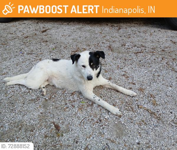 Found/Stray Male Dog last seen East Edgewood Avenue and Manker Street 46227, Indianapolis, IN 46227