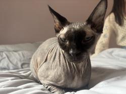Lost Male Cat last seen Bala Soma Home, Tyngsborough, MA 01879