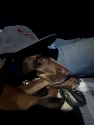 Lost Female Dog last seen Between 2700 west and bangerter between maverik and bison ridge, South Jordan, UT 84095