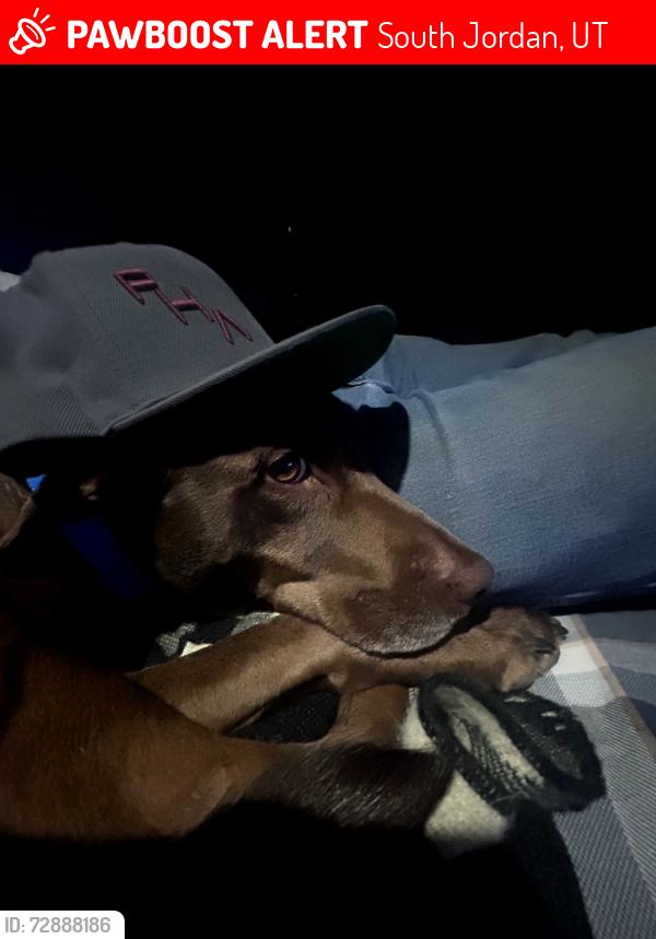 Lost Female Dog last seen Between 2700 west and bangerter between maverik and bison ridge, South Jordan, UT 84095