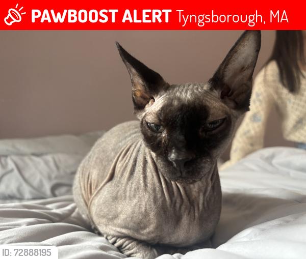 Lost Male Cat last seen Bala Soma Home, Tyngsborough, MA 01879