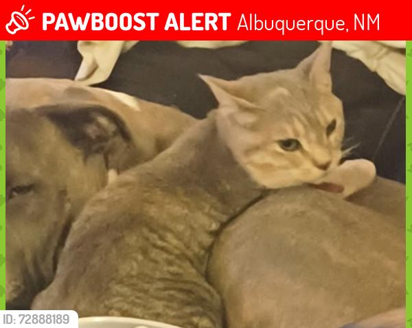 Lost Female Cat last seen san pedro and haines , Albuquerque, NM 87110