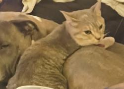 Lost Female Cat last seen san pedro and haines , Albuquerque, NM 87110