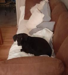 Reunited Female Dog last seen Assai Acatadista Aeroporto de Congonhas, Campo Belo, SP 
