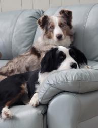 Reunited Male Dog last seen Near at the Harnett/Cumberland County line, Linden, NC 28356
