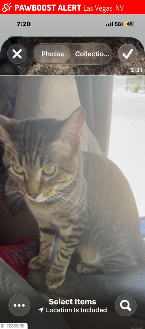 Lost Male Cat last seen Spring Valley hosp , Las Vegas, NV 89118