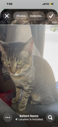 Lost Male Cat last seen Spring Valley hosp , Las Vegas, NV 89118