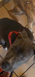 Reunited Female Dog last seen Near highway davis blvd, North Richland Hills, TX 76180