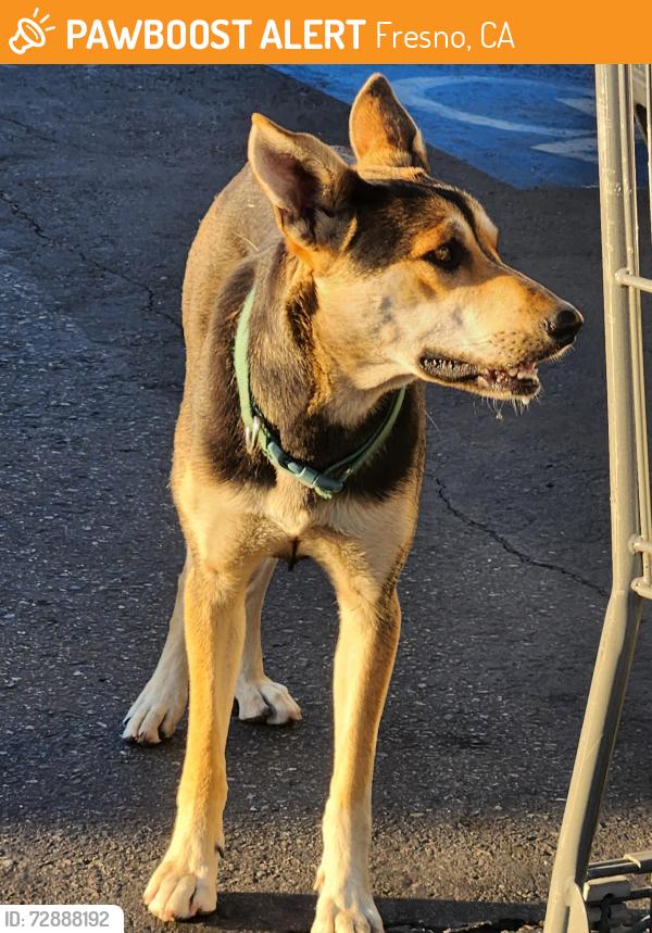 Found/Stray Female Dog last seen Costco parking lot, Fresno, CA 93722