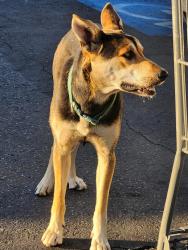 Found/Stray Female Dog last seen Costco parking lot, Fresno, CA 93722