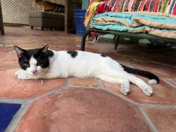 Found/Stray Male Cat last seen Skylake near residential , North Miami Beach, FL 33179