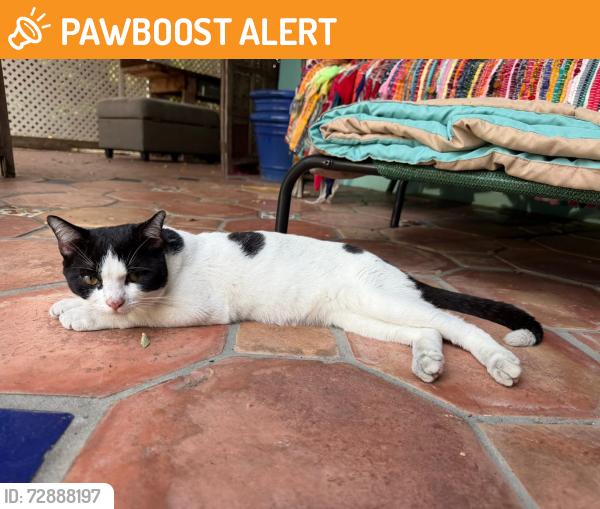 Found/Stray Male Cat last seen Skylake near residential , North Miami Beach, FL 33179