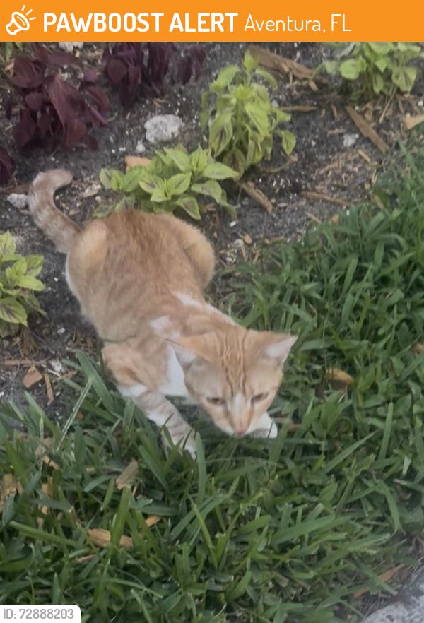 Found/Stray Unknown Cat last seen On Williams island outside the tennis courts and then at the gate entrance of 7000 cndmnium, Aventura, FL 33160