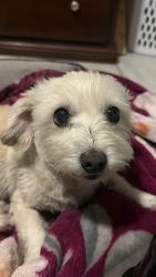 Reunited Female Dog last seen Carlin Ave, in front of Mark Twain Elementary, Lynwood, CA 90262