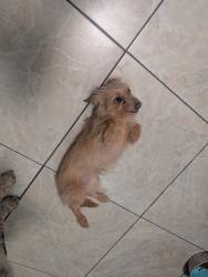 Found/Stray Female Dog last seen Colorado ave, Colorado Springs, CO 80903
