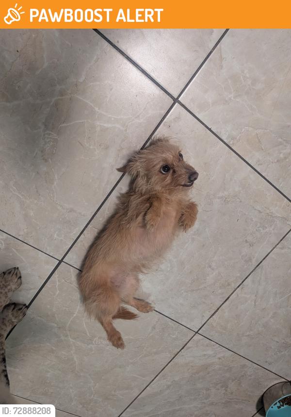 Found/Stray Female Dog last seen Colorado ave, Colorado Springs, CO 80903