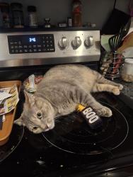 Lost Female Cat last seen Near Perch Dr Zephyrhills FL 33541, Zephyrhills, FL 33541