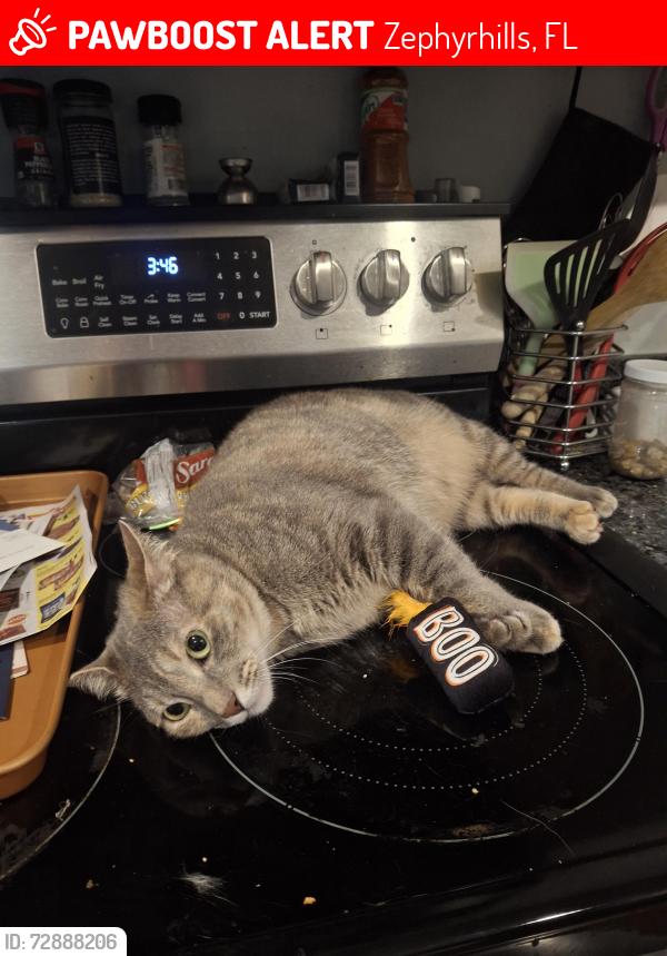 Lost Female Cat last seen Near Perch Dr Zephyrhills FL 33541, Zephyrhills, FL 33541