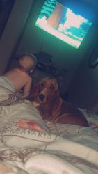 Lost Male Dog last seen Near dc Harville rd Perdido al 36562, Perdido, AL 36562