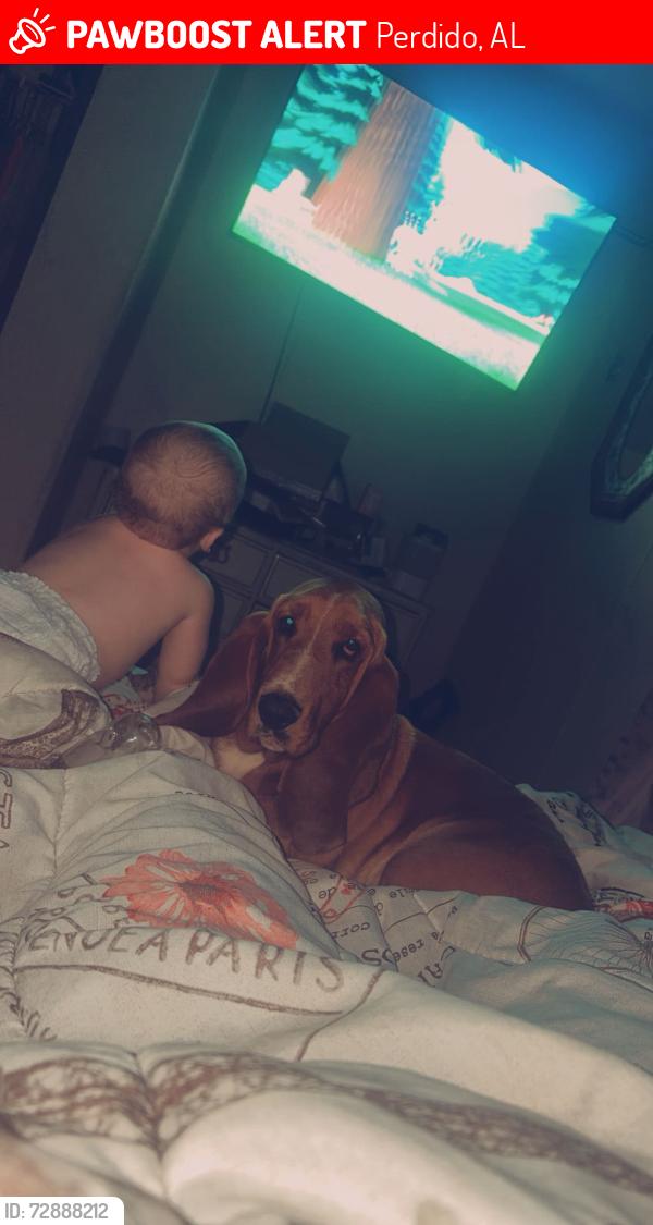 Lost Male Dog last seen Near dc Harville rd Perdido al 36562, Perdido, AL 36562