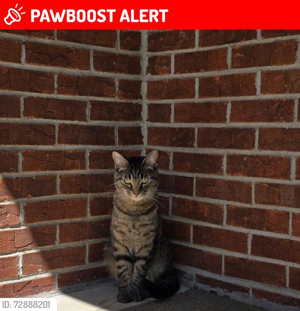 Lost Male Cat last seen Foxwood ct & Tree View Dr, Liberty Township, OH 45044