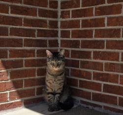 Lost Male Cat last seen Foxwood ct & Tree View Dr, Liberty Township, OH 45044