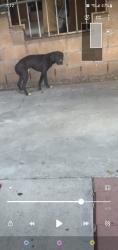 Found/Stray Unknown Dog last seen E 68 ST LOS ANGELES CALIFORNIA , Los Angeles, CA 90044