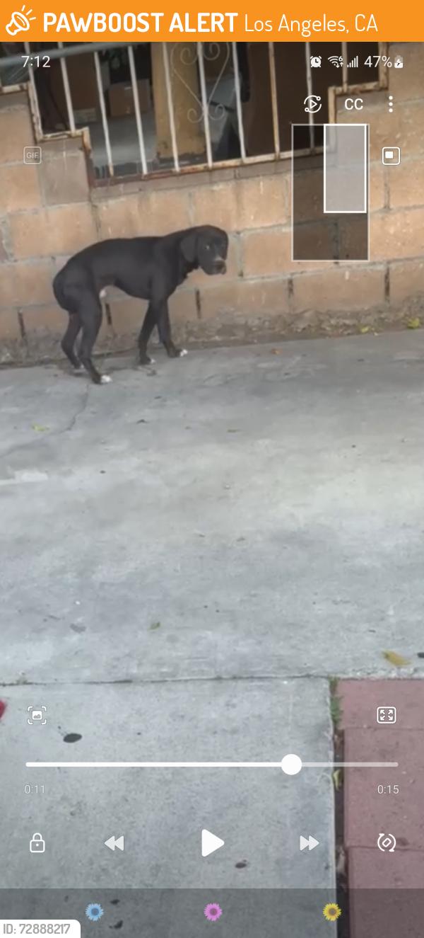 Found/Stray Unknown Dog last seen E 68 ST LOS ANGELES CALIFORNIA , Los Angeles, CA 90044