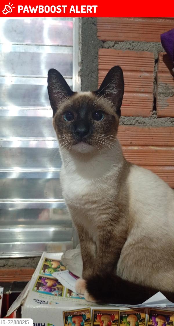 Lost Female Cat last seen Escadão , Conjunto Promorar Sao Luis, SP 05846-170