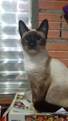 Lost Female Cat last seen Escadão , Conjunto Promorar Sao Luis, SP 05846-170