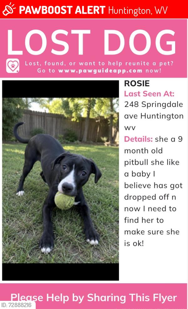 Lost Female Dog last seen Near Springdale ave Huntington wv, Huntington, WV 25705