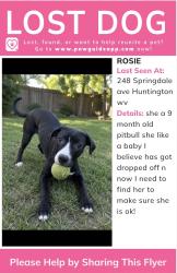 Lost Female Dog last seen Near Springdale ave Huntington wv, Huntington, WV 25705