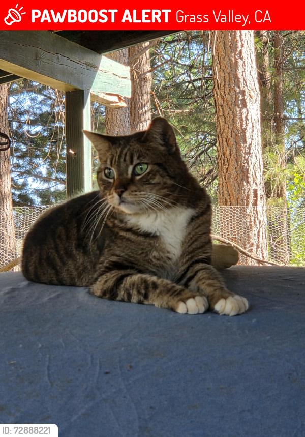 Lost Male Cat last seen Hwy 174, Grass Valley, CA 95945