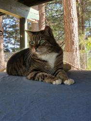 Lost Male Cat last seen Hwy 174, Grass Valley, CA 95945