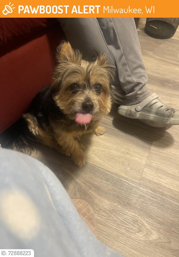 Found/Stray Male Dog last seen Sherman, Milwaukee, WI 53209