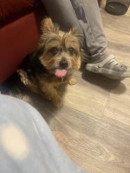 Found/Stray Male Dog last seen Sherman, Milwaukee, WI 53209