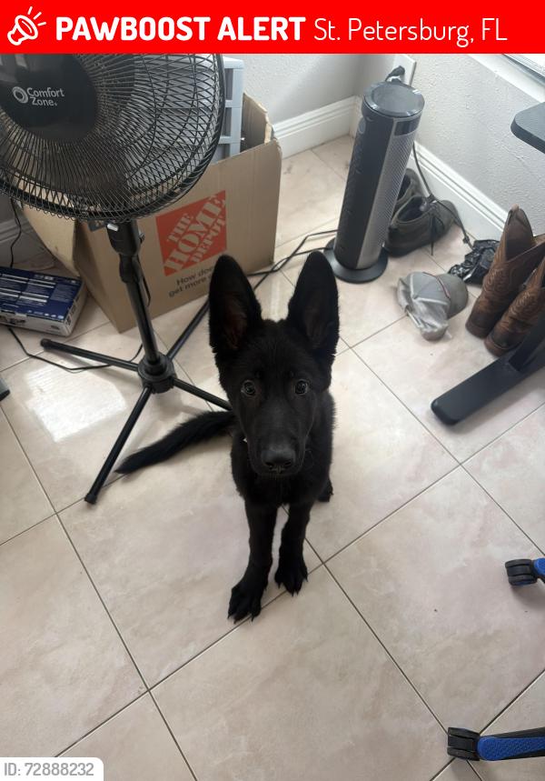 Lost Male Dog last seen Mangrove Golf Course, St. Petersburg, FL 33702