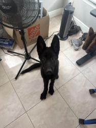 Lost Male Dog last seen Mangrove Golf Course, St. Petersburg, FL 33702
