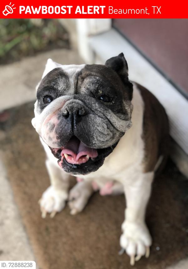 Lost Female Dog last seen Lucas Dr, Beaumont, TX 77708