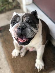 Lost Female Dog last seen Lucas Dr, Beaumont, TX 77708